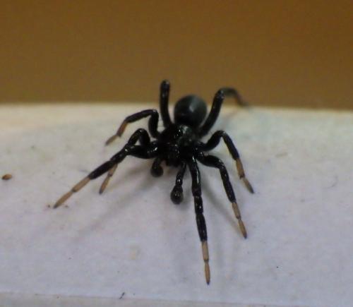 Drassyllus sp.